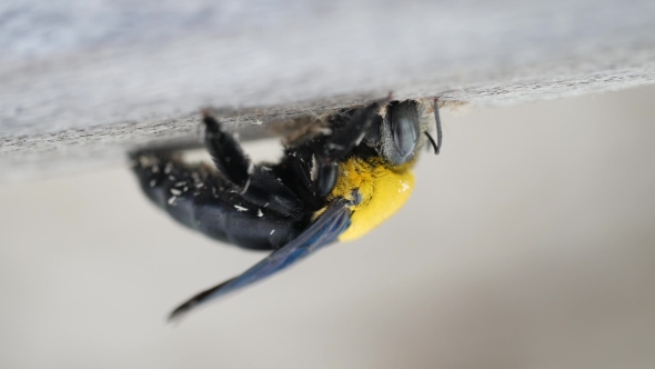 Black And Yellow Hornet Making a Hole In a Wood