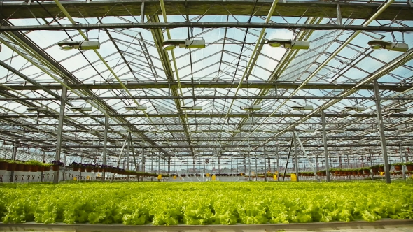 Cultivation Of Green Salad In Industry