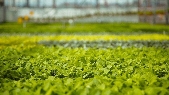 Young Green Shoots Of Plants