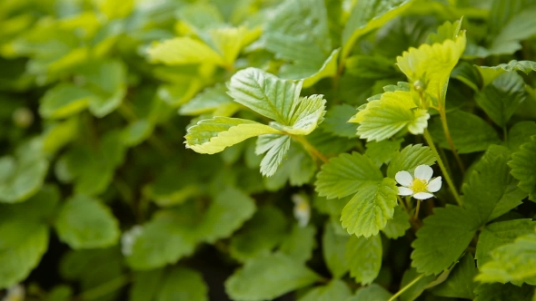 Blooming Strawberry