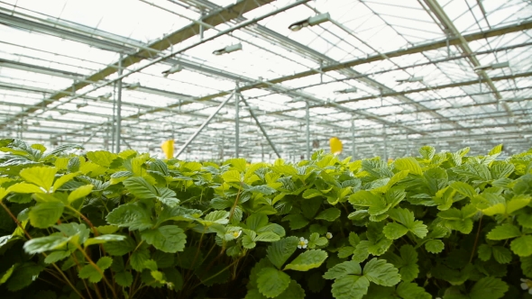 Seedlings Of Strawberries In The Greenhouse