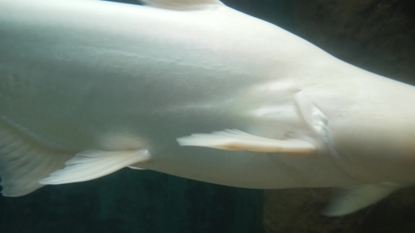 Big White Fish Swimming In Aquarium