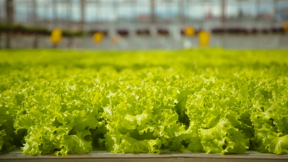 Plantation Of Green Salad