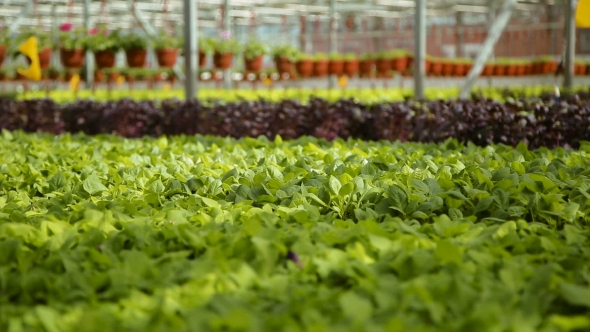 Growing Greens In Greenhouses