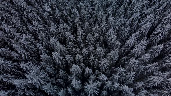 Aerial Flying over Mountain Winter Pine Forest