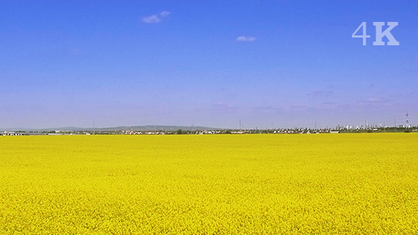 Field Yellow