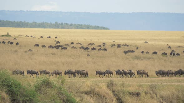 Herd of gnus walking on Maasai Mara plains
