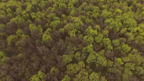 Spring Forest From The Air