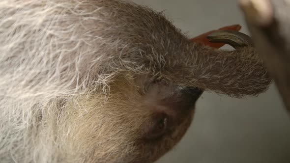 A two toed sloth hanging in a tree close to the camera slow motion cinematic