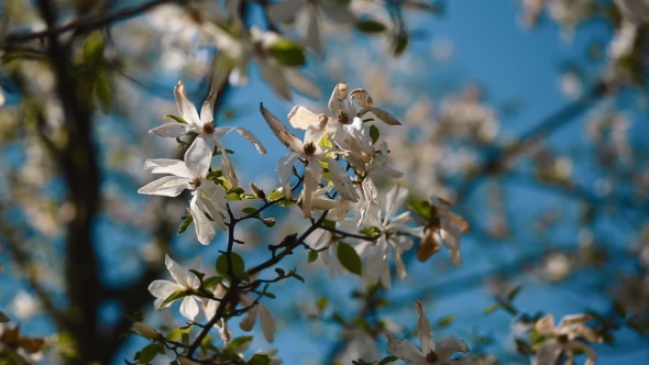 Flowers Of White Magnolia