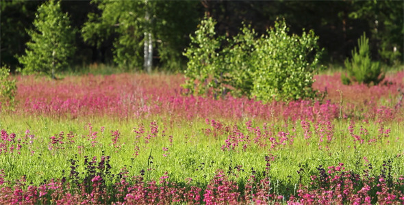 Purple Wildflowers and Green Grass