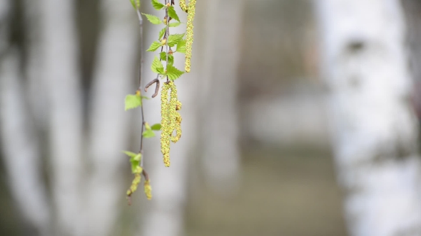 Birch Branch With Catkins In Early Spring
