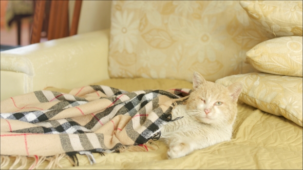 Sleeping Cat Is Covered With Blanket