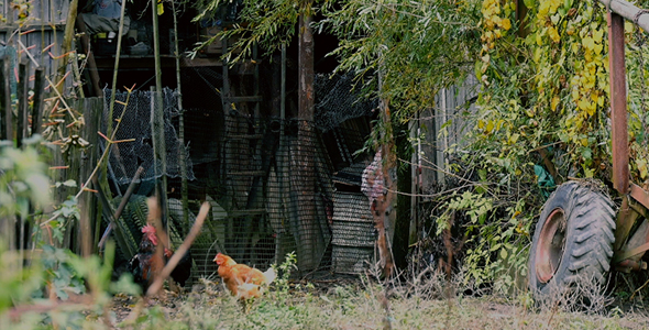 Hen and Chickens at Farm