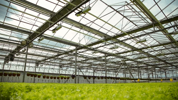 The Technology Of Growing Plants In Greenhouses Industrial