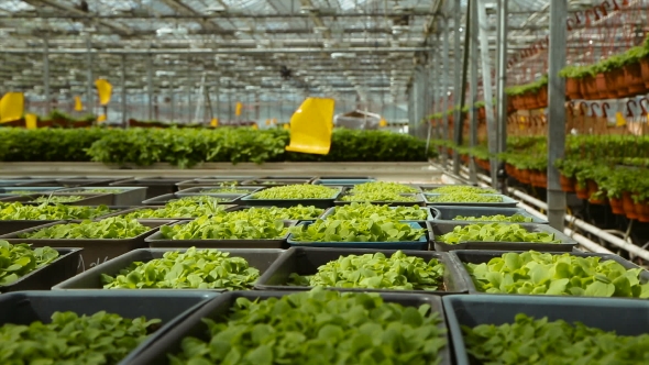 Growing Seedlings In Greenhouses Industrial