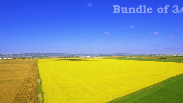 Agricultural Field Yellow