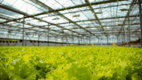 Lettuce Cultivation In a Greenhouse