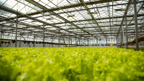 Green Plantation In The Greenhouse