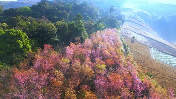 Wild Himalayan Cherry Blossom (Prunus cerasoides) bloom on the hill