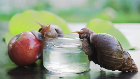 Two Achatina Snails Sits on a Glass with Water