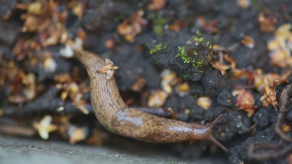 Brown Slug Crawling