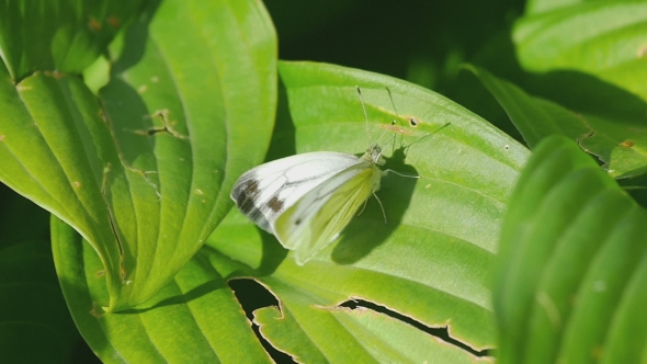 Cabbage Butterfly On a Green Leaf