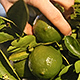 Picking a Lime from a Lime Tree - VideoHive Item for Sale