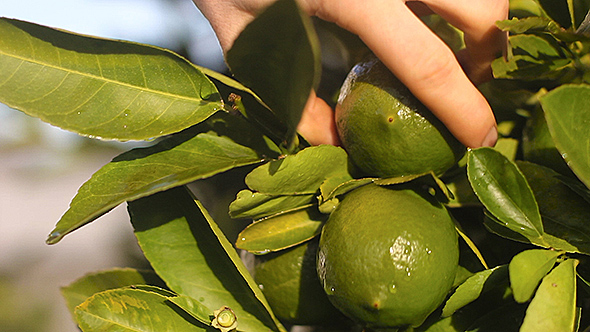 Picking a Lime from a Lime Tree