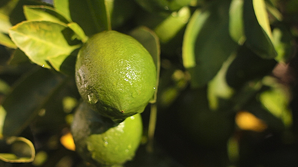 Limes On a Lime Tree