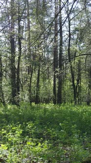 Vertical Video of Green Forest During the Day