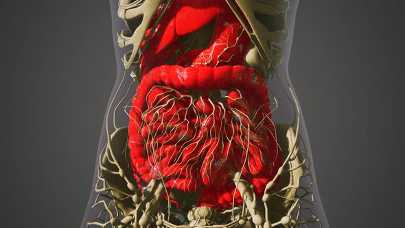 Detailed Human Digestive System Anatomy