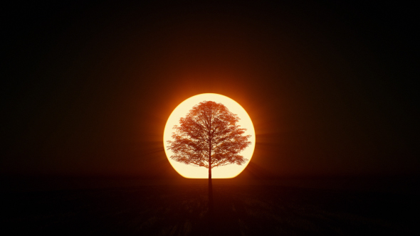 Tree at Sunrise