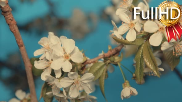 Spring Cherry Tree Blossoms