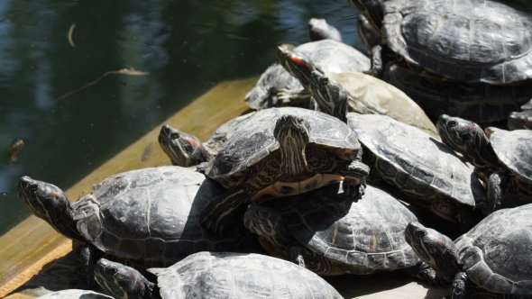 The Red-eared Terrapins Bask In The Sun