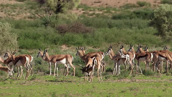 Springbok Antelope Herd - Kalahari Desert