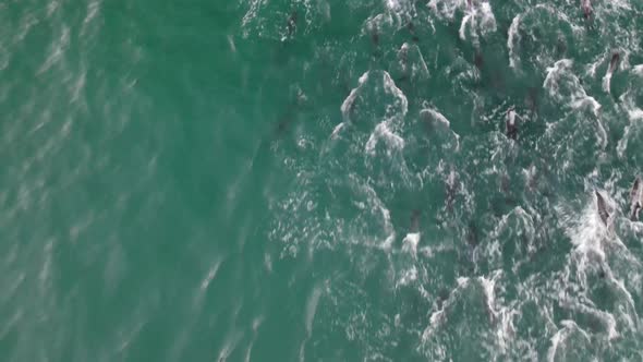 Aerial view of dolphins swimming in the ocean, Cape Town, South Africa.