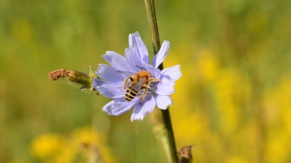 Bee Alights on Blue Chicory Flower and Flies Away