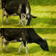 Cow Eating Grass - VideoHive Item for Sale