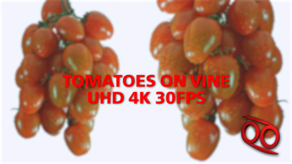 Tomatoes On Vine