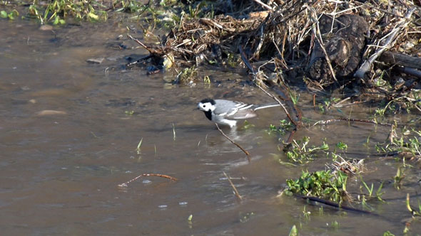 Little Bird is Bathing in River