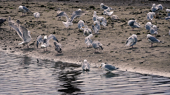 Seagulls on Shore in Evening