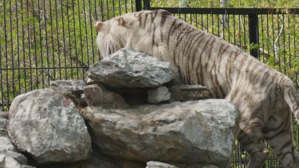 Large White Tiger In Zoo