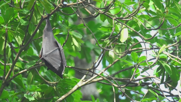 Flying Fox Hangs On a Tree Branch And Washes