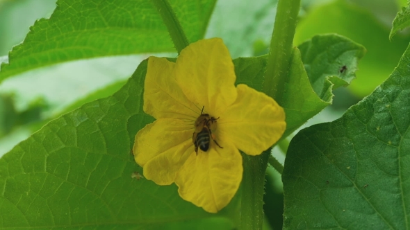 Bee And Flower Of Cucumber