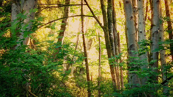 Golden Sunlight In Evening Woodland