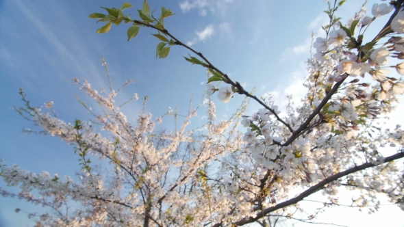 Low Angle View Of a Blooming White Cherry Tree Canopy