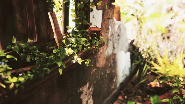 Ruined Abandoned Overgrown By Plants Interior