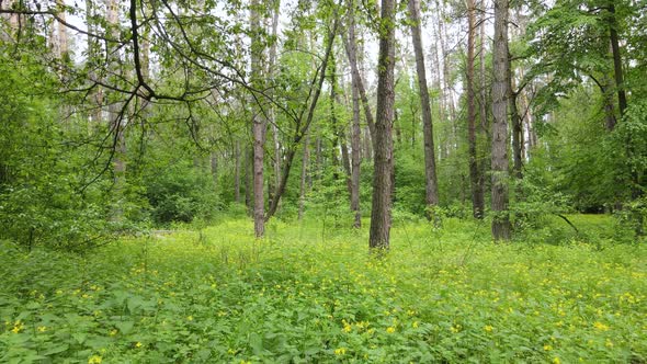 Wild Forest Landscape on a Summer Day