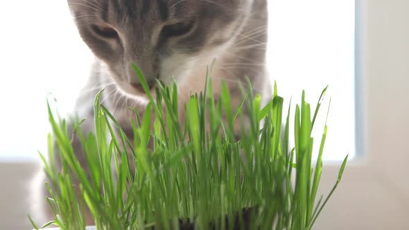 Cat with Feline Grass